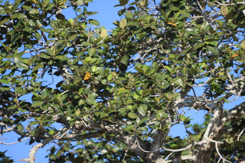 Ficus trichopoda, photograph 2