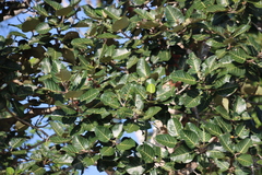 Ficus trichopoda, photograph (c) Tony Rebelo, some rights reserved (CC BY-SA)