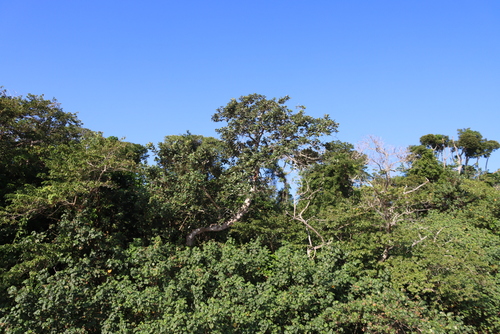 Ficus trichopoda