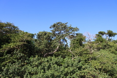 Ficus trichopoda