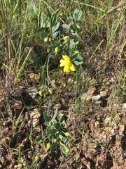 Hibbertia longifolia