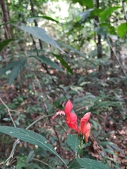 Ruellia humboldtiana