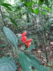 Ruellia humboldtiana