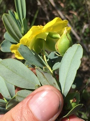 Hibbertia longifolia