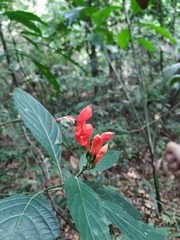 Ruellia humboldtiana
