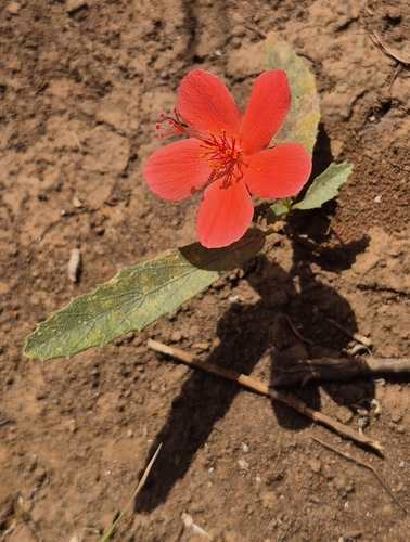 Hibiscus rhodanthus