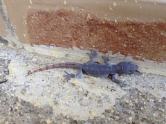 Hemidactylus angulatus