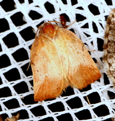 Tortricopsis semijunctella