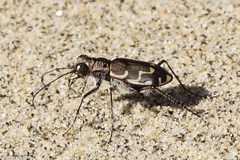 Cicindela repanda repanda