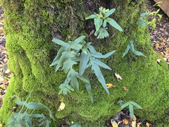 Synammia feuillei