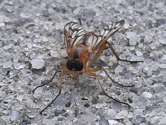Rhagio albicornis