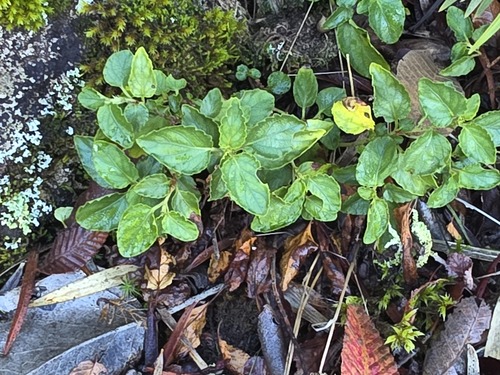 Viola portalesia