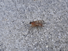 Rhagio albicornis