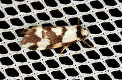 Thallarcha staurocola