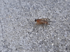 Rhagio albicornis