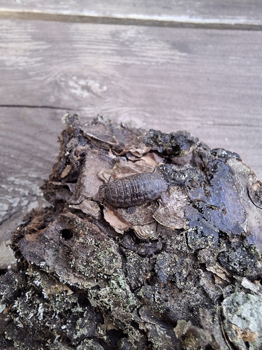 Rathke's Woodlouse