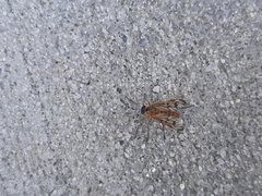 Rhagio albicornis