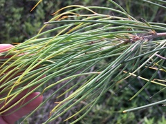 Hakea persiehana