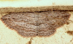 Scopula desita