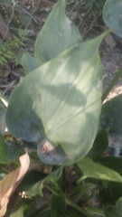 Alocasia cucullata