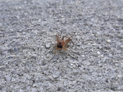 Rhagio albicornis