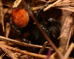 Phidippus princeps