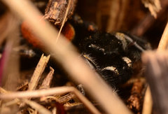 Phidippus princeps