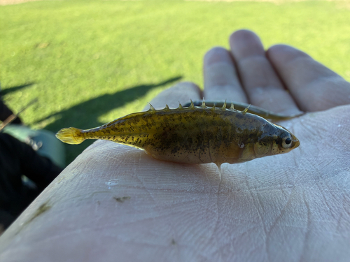 Aral stickleback (Pungitius platygaster) — Gasterosteidae