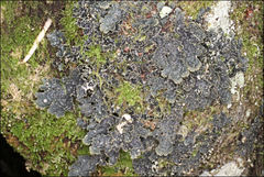 Pseudocyphellaria neglecta