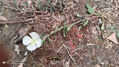 Oenothera tetraptera