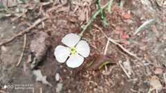 Oenothera tetraptera