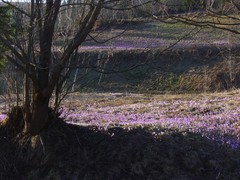 Crocus heuffelianus scepusiensis