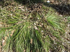 Carex pediformis macroura