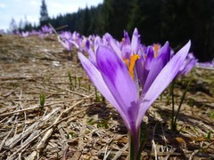 Crocus heuffelianus scepusiensis