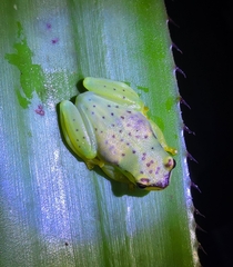 Bahia Heart-Tongued Frog photo 5