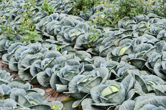 Brassica oleracea capitata