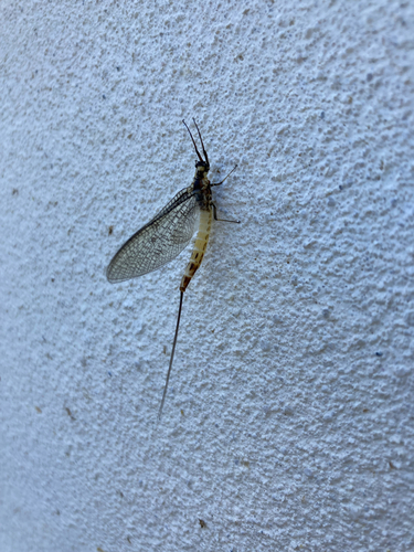 European Green Drake