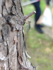 Ischnura asiatica