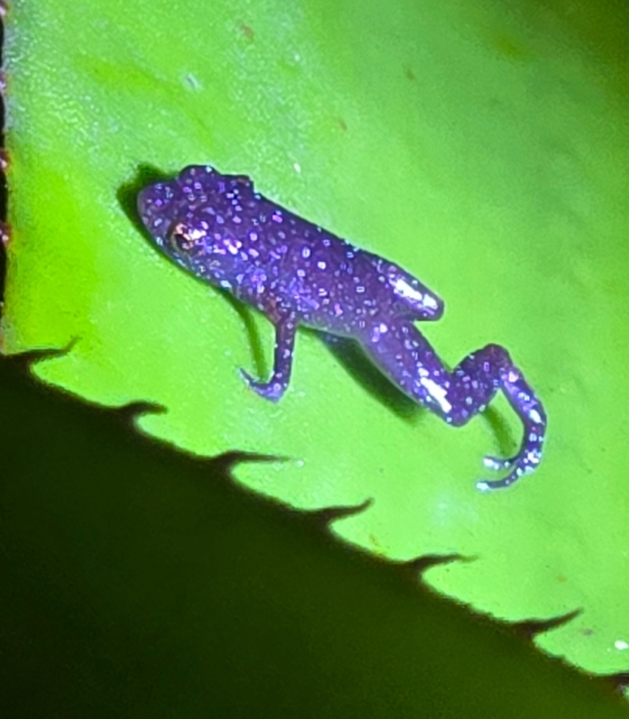 Adelophryne mucronata