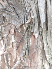 Ischnura asiatica