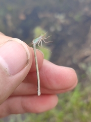 Ischnura asiatica