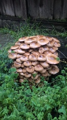 Armillaria mellea