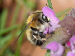 Anthophora