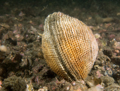 Venerinae