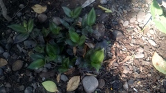 Tradescantia zebrina