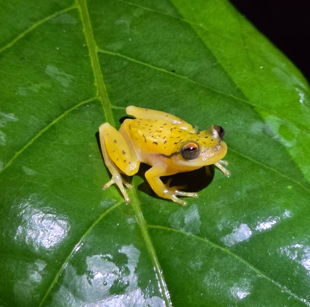Maracas Heart-Tongued Frog