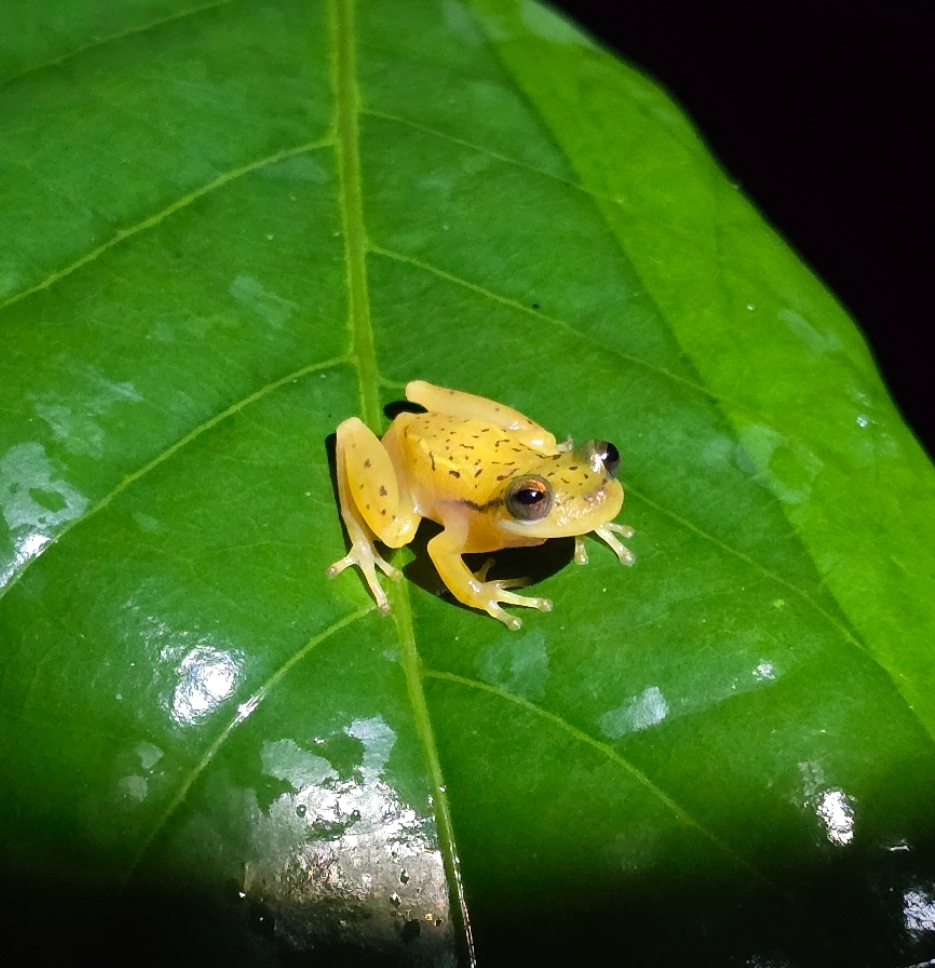 Maracas Heart-Tongued Frog photo 2
