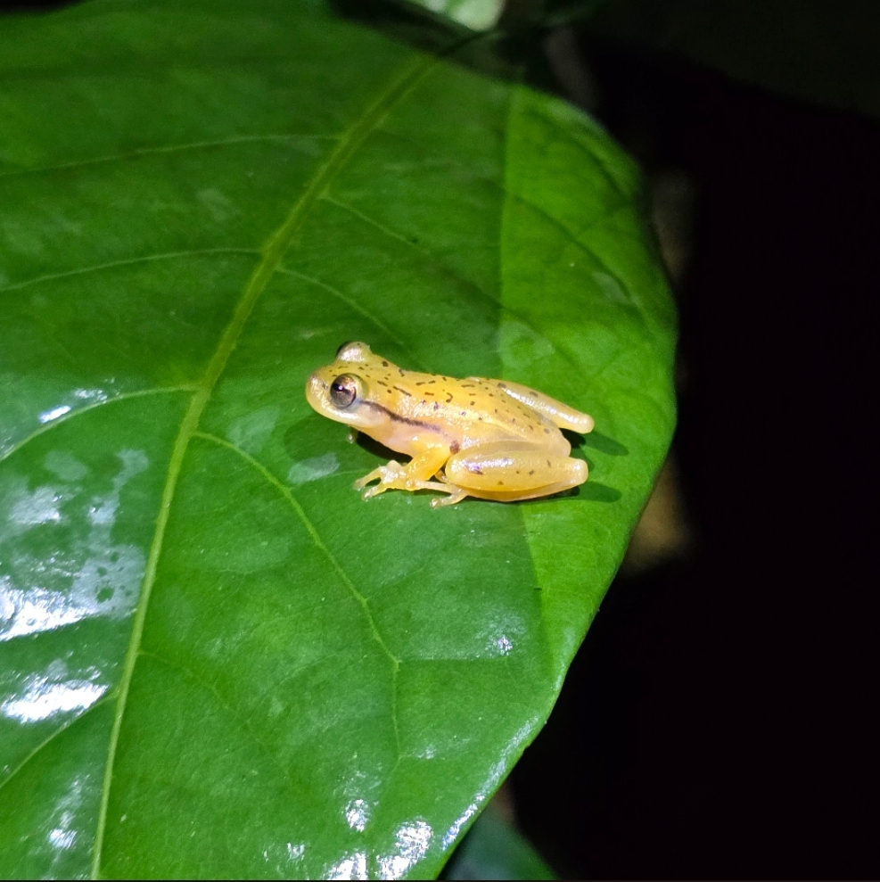 Maracas Heart-Tongued Frog photo 3