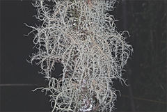 Usnea inermis