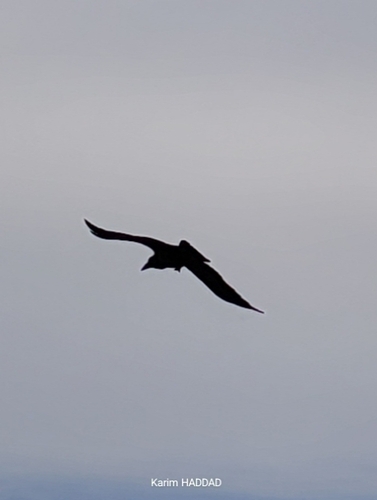 Common Raven